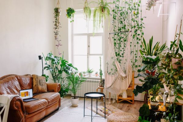 Les plantes idéales pour une déco bohème